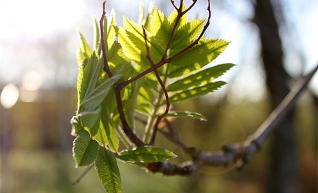 Nýútsprunginn reyniviður