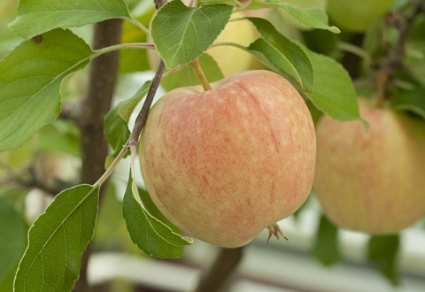 Garðheimar - eplatré